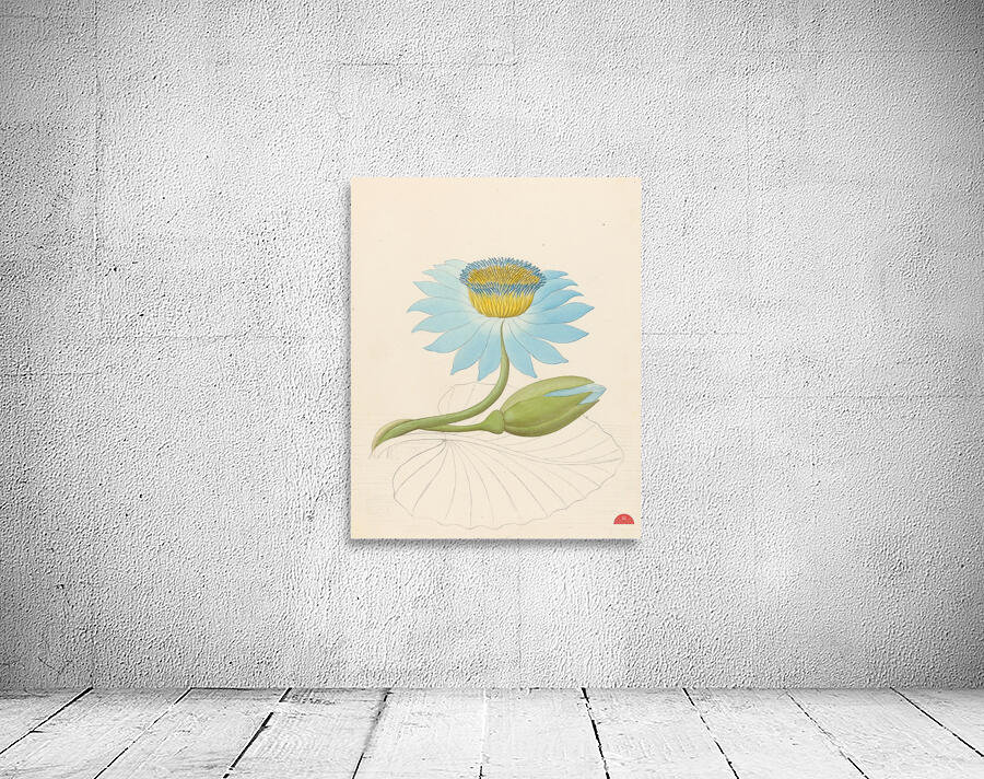 Nymphaea coerulea [Nymphaea nouchali] 1817 Wall Preview