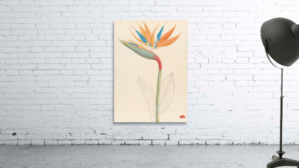 Strelitzia Reginae 1817 Wall Preview