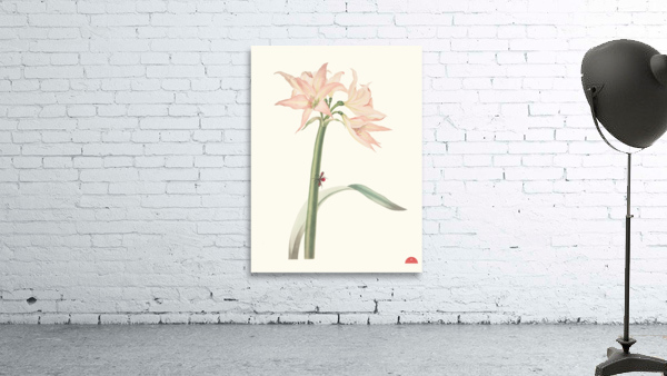 Amaryllis Pulverulenta 1834 Wall Preview