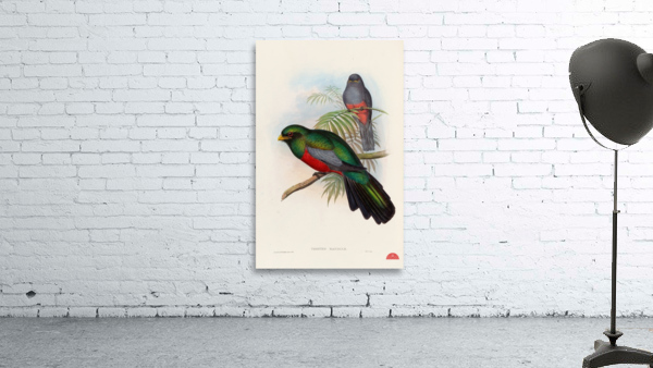 John Gould trogons 020 Wall Preview