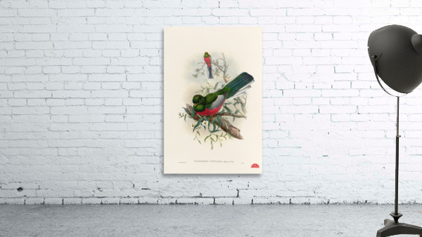 John Gould trogons 037 Wall Preview
