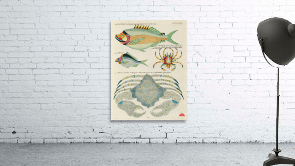 Colourful and surreal illustrations of fishes found in Moluccas Indonesia and the East Indies by Louis Renard 1678 -1746 from Histoire naturelle des plus rares curiositez de la mer des Indes 1754. Wall Preview