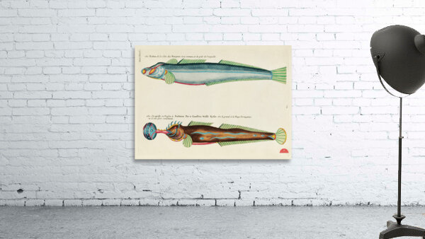 Colourful and surreal illustrations of fishes found in Moluccas Indonesia and the East Indies by Louis Renard 1678 -1746 from Histoire naturelle des plus rares curiositez de la mer des Indes 1754. Wall Preview