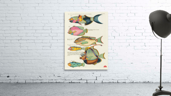 Colourful and surreal illustrations of fishes found in Moluccas Indonesia and the East Indies by Louis Renard 1678 -1746 from Histoire naturelle des plus rares curiositez de la mer des Indes 1754. Wall Preview
