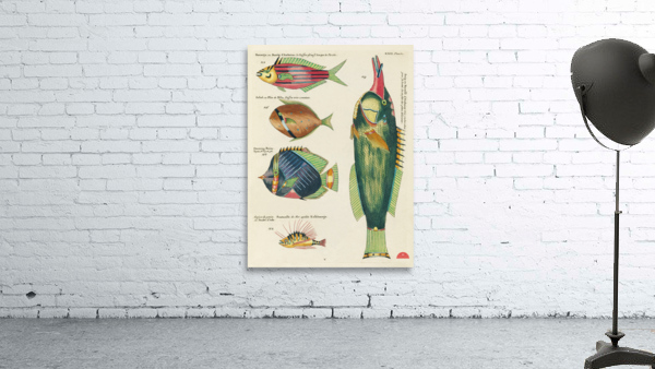 Colourful and surreal illustrations of fishes found in Moluccas Indonesia and the East Indies by Louis Renard 1678 -1746 from Histoire naturelle des plus rares curiositez de la mer des Indes 1754. Wall Preview