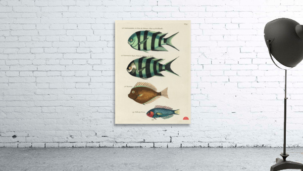 Colourful and surreal illustrations of fishes found in Moluccas Indonesia and the East Indies by Louis Renard 1678 -1746 from Histoire naturelle des plus rares curiositez de la mer des Indes 1754. Wall Preview