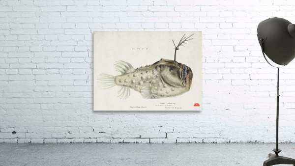 Antique Prickly anglerfish South Pacific Fishes by Frank Edward Clarke 1849-1899.  Wall Preview