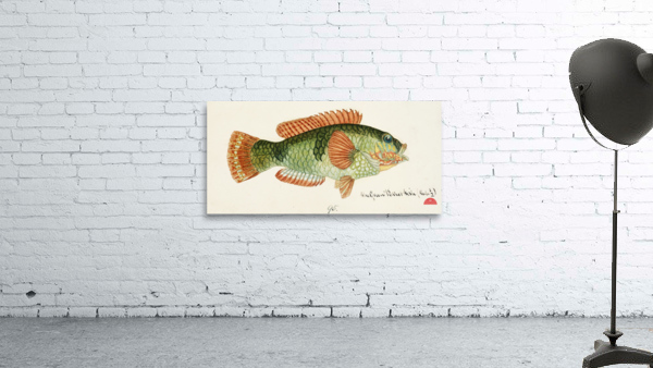 Antique fish Labrida South Pacific Fishes by Frank Edward Clarke 1849-1899.  Wall Preview
