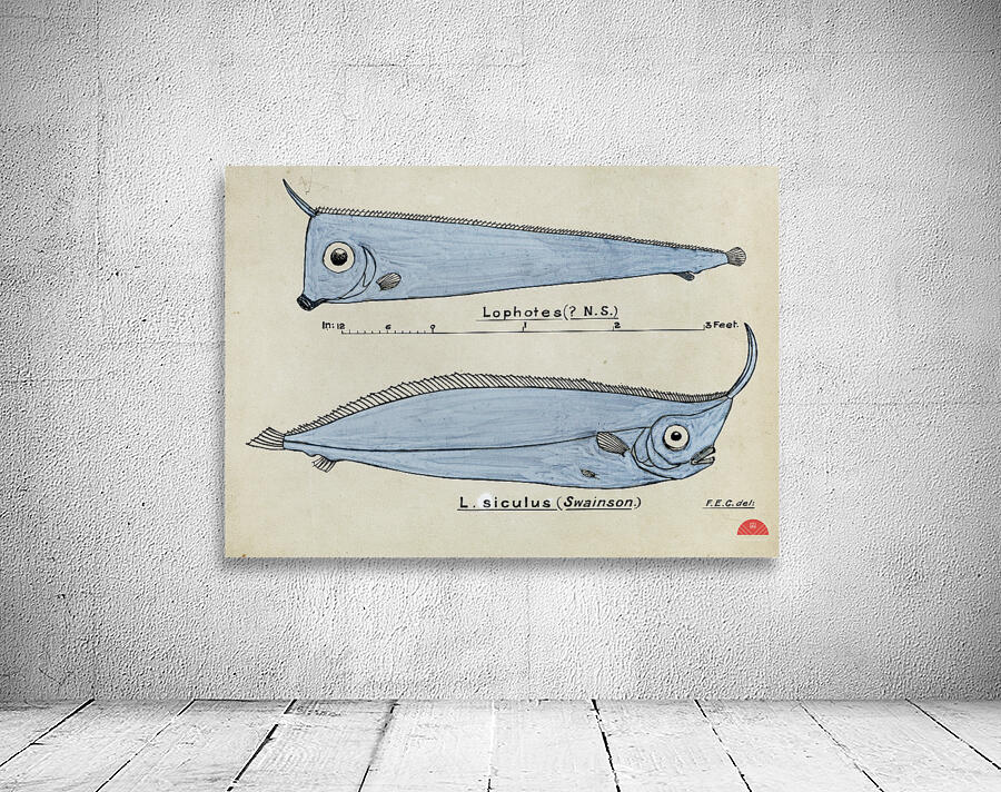 Antique fish Crested Bandfish South Pacific Fishes by Frank Edward Clarke 1849-1899.  Wall Preview