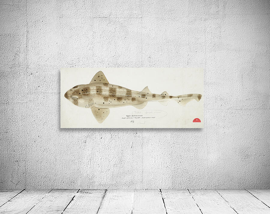 Antique fish Carpet Shark South Pacific Fishes by Frank Edward Clarke 1849-1899.  Wall Preview