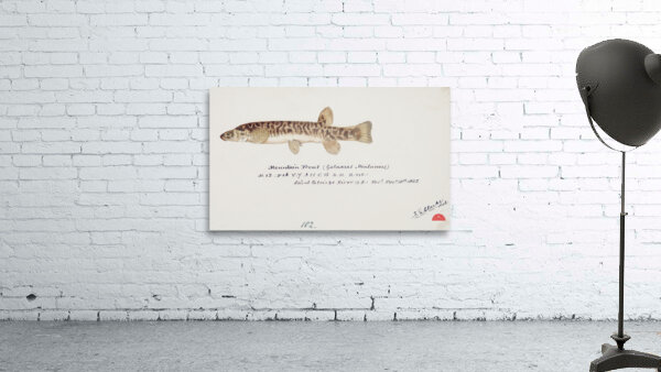 Antique fish galaxias olidus mountain trout South Pacific Fishes by Frank Edward Clarke 1849-1899.  Wall Preview