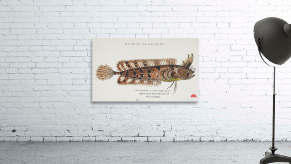 Antique fish possibly cristiceps australis weedfish South Pacific Fishes by Frank Edward Clarke 1849-1899.  Wall Preview