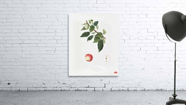 Apple Malus pumila from Pomona Italiana 1817 - 1839 by Giorgio Gallesio 1772-1839.  Wall Preview