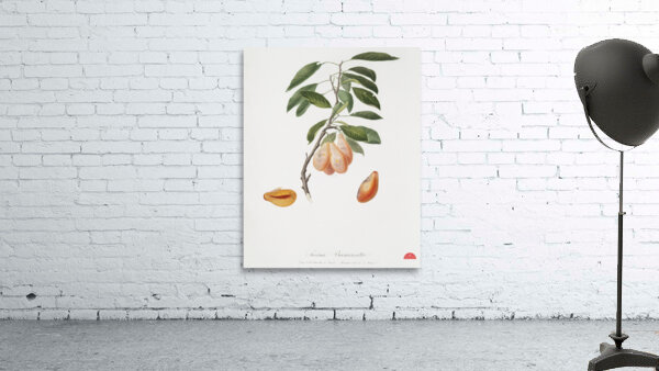 Plum Prunus ligustica from Pomona Italiana 1817 - 1839 by Giorgio Gallesio 1772-1839.  Wall Preview