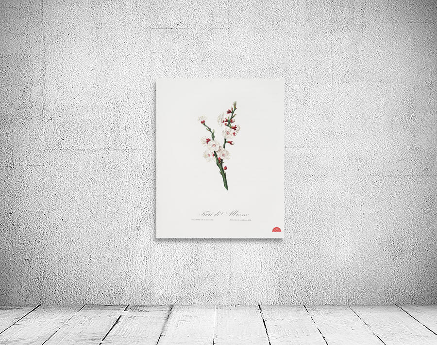 Apricot flower Prunus armeniaca from Pomona Italiana 1817 - 1839 by Giorgio Gallesio 1772-1839.  Wall Preview