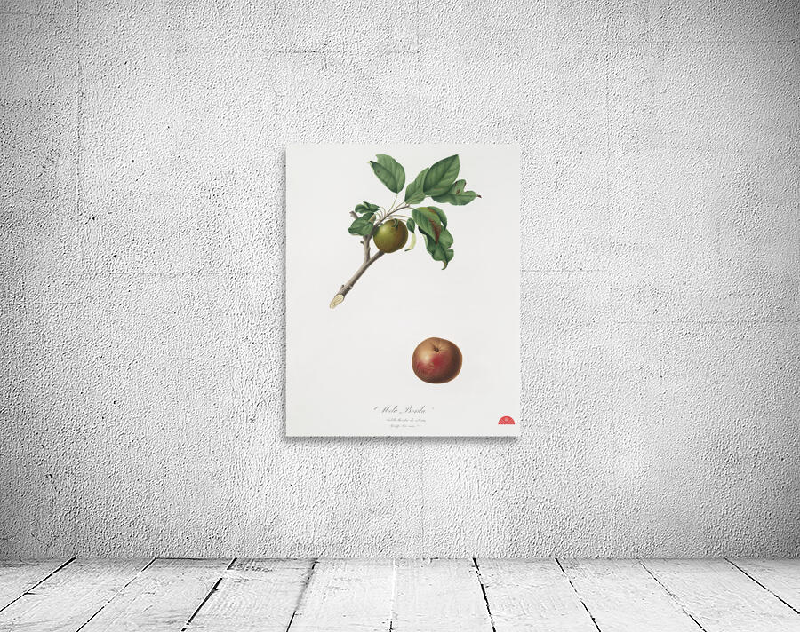 Apple Malus ruginea from Pomona Italiana 1817 - 1839 by Giorgio Gallesio 1772-1839.  Wall Preview