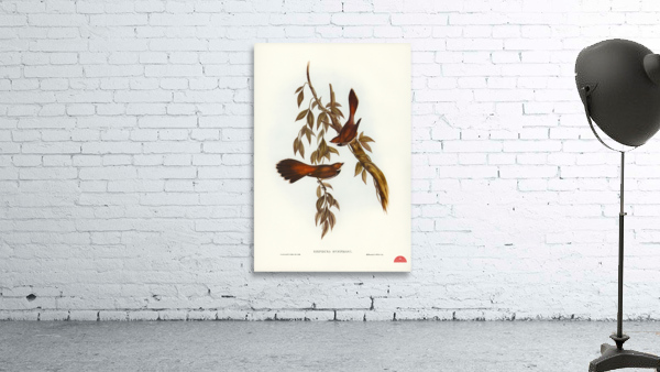 Rufous-fronted Fantail Rhipidura rufifrons illustrated by Elizabeth Gould 1804–1841 for John Gould’s 1804-1881 Birds of Australia  Wall Preview