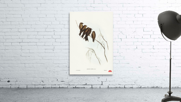 Little Wood Swallow Artamus minor Vieill illustrated by Elizabeth Gould 1804–1841 for John Gould’s 1804-1881 Birds of Australia  Wall Preview