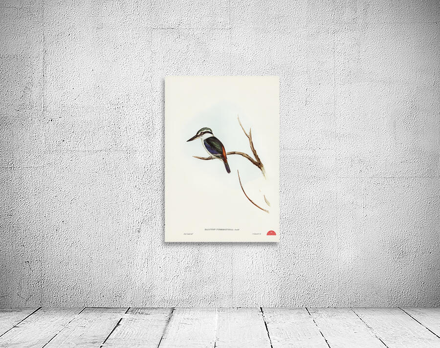 Red-backed Halcyon Halcyon pyrrhopygia illustrated by Elizabeth Gould 1804–1841 for John Gould’s 1804-1881 Birds of Australia  Wall Preview