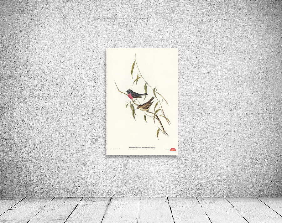 Pink-breasted Wood-robin Erythrodryas rhodinogaster illustrated by Elizabeth Gould 1804–1841 for John Gould’s 1804-1881 Birds of Australia  Wall Preview