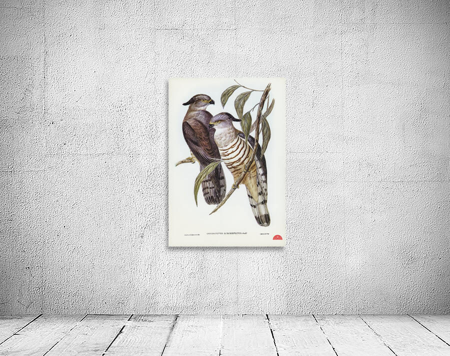 Crested Hawk Lepidogenys subcristatus illustrated by Elizabeth Gould 1804–1841 for John Gould’s 1804-1881 Birds of Australia  Wall Preview