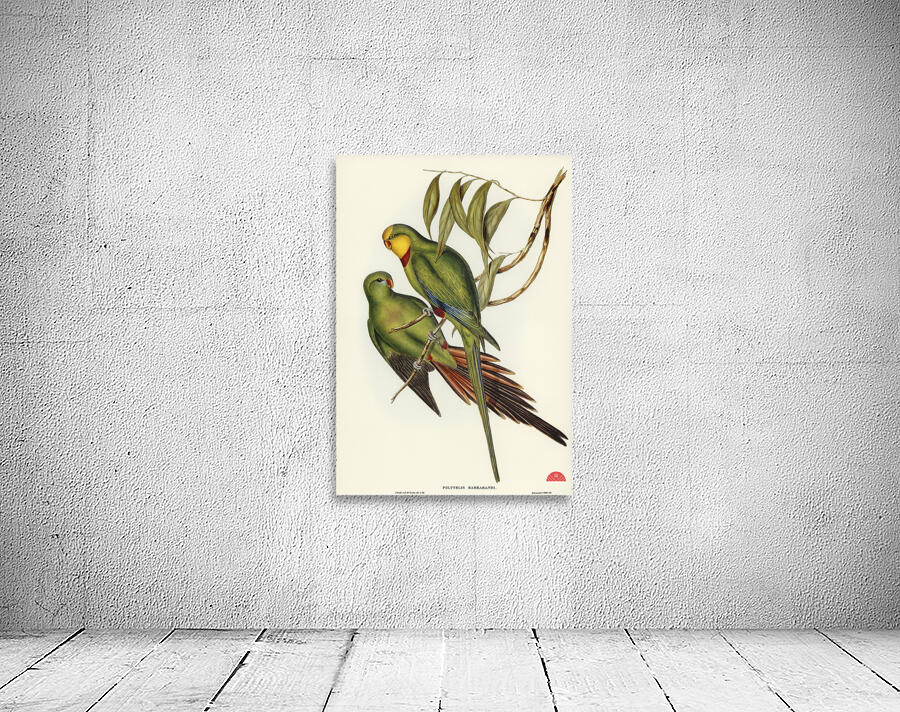 Black-tailed Parakeet Polytelis melanura illustrated by Elizabeth Gould 1804–1841 for John Gould’s 1804-1881 Birds of Australia  Wall Preview