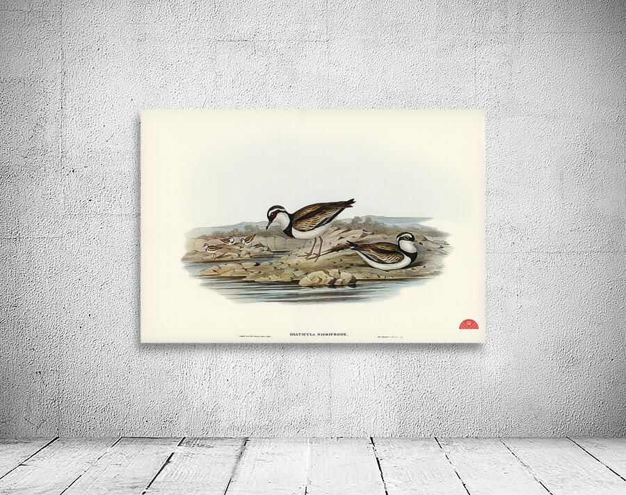 Black-fronted Dottrel Hiaticula nigrifrons illustrated by Elizabeth Gould 1804–1841 for John Gould’s 1804-1881 Birds of Australia  Wall Preview