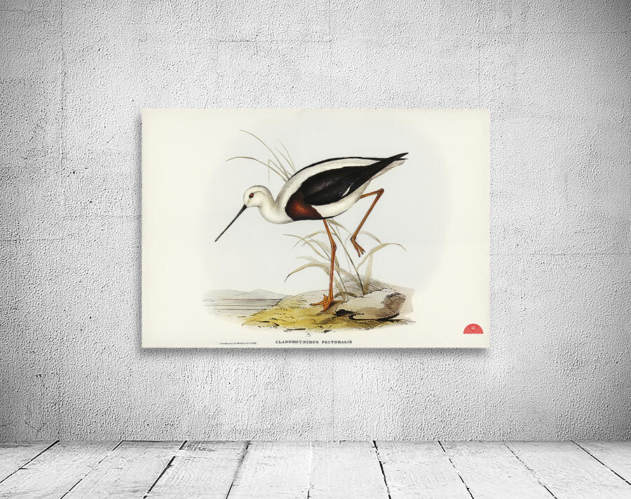 Banded Stilt Chladorhynchus pectoralis illustrated by Elizabeth Gould 1804–1841 for John Gould’s 1804-1881 Birds of Australia  Wall Preview