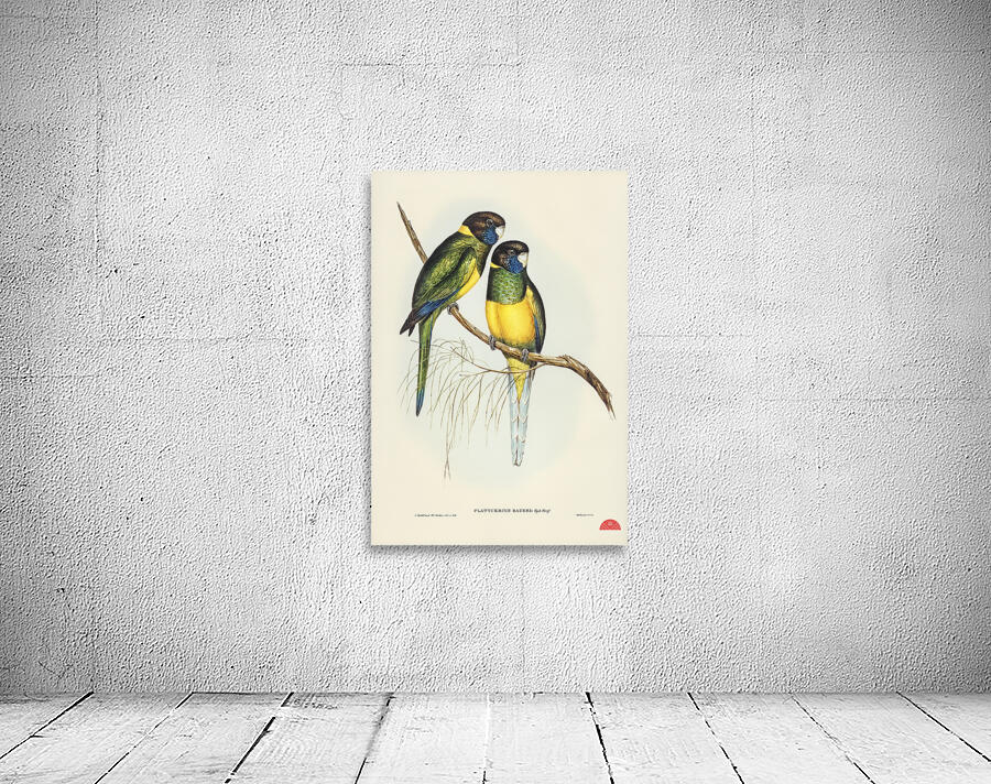 Bauers Parrakeet Platycercus Bauerii illustrated by Elizabeth Gould 1804–1841 for John Gould’s 1804-1881 Birds of Australia  Wall Preview