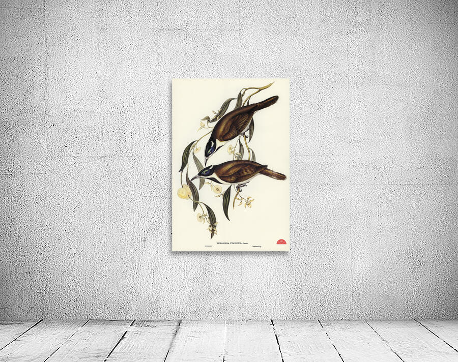 Blue-faced Entomyza Entomyza cyanotis illustrated by Elizabeth Gould 1804–1841 for John Gould’s 1804-1881 Birds of Australia  Wall Preview