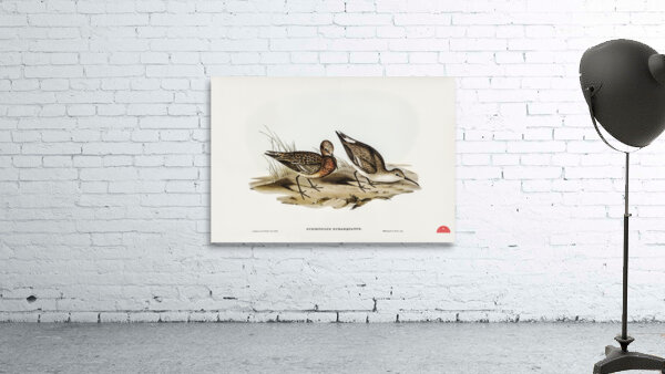 Curlew Sandpiper Schoeniclus subarquatus illustrated by Elizabeth Gould 1804–1841 for John Gould’s 1804-1881 Birds of Australia  Wall Preview