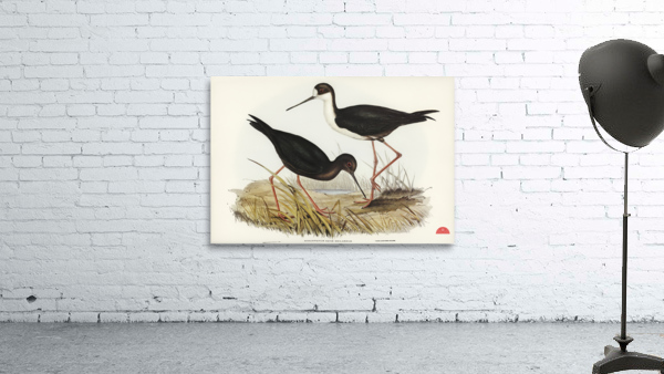 New Zealand Stilt Himantopus Novae-Zelandiae illustrated by Elizabeth Gould 1804–1841 for John Gould’s 1804-1881 Birds of Australia  Wall Preview