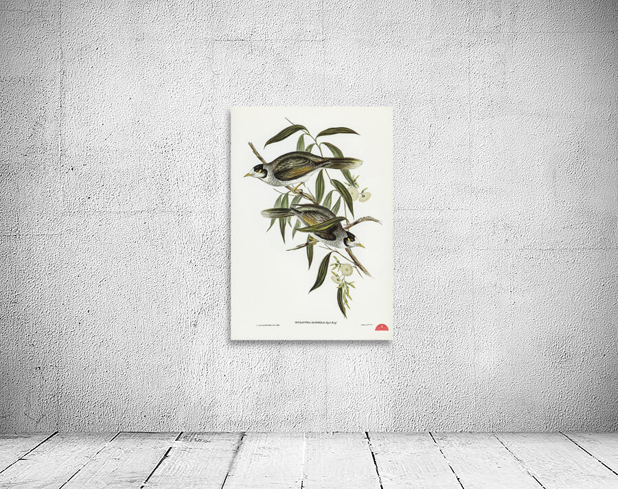 Garrulous Honey-eater Myzantha garrula illustrated by Elizabeth Gould 1804–1841 for John Gould’s 1804-1881 Birds of Australia  Wall Preview