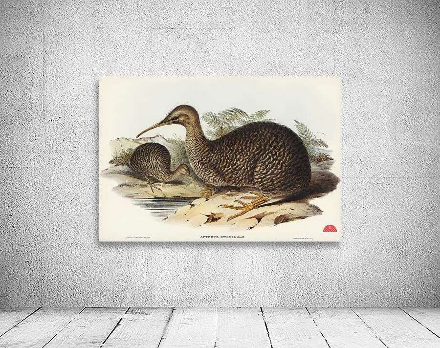 Little spotted kiwi or Little gray kiwi Apteryx Owenii illustrated by Elizabeth Gould 1804–1841 for John Gould’s 1804-1881 Birds of Australia  Wall Preview