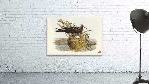 Lesser Noddy Anous melanops illustrated by Elizabeth Gould 1804–1841 for John Gould’s 1804-1881 Birds of Australia  Wall Preview