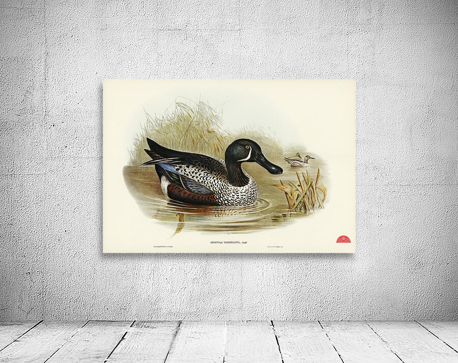 Variegated Shoveller Spatula Variegata illustrated by Elizabeth Gould 1804–1841 for John Gould’s 1804-1881 Birds of Australia  Wall Preview
