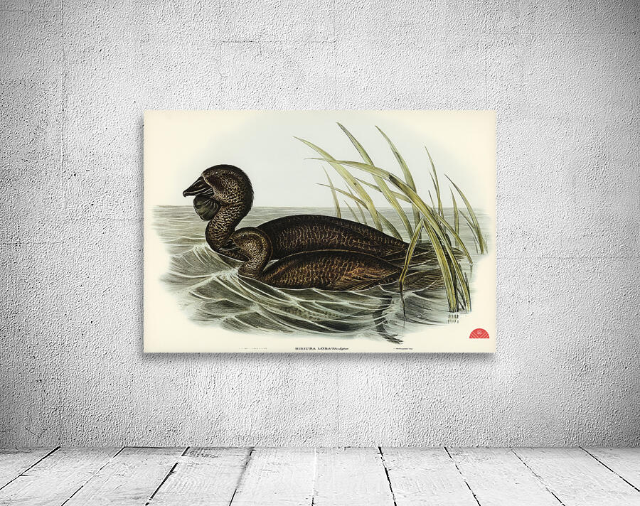 Musk Duck Biziura lobata illustrated by Elizabeth Gould 1804–1841 for John Gould’s 1804-1881 Birds of Australia  Wall Preview