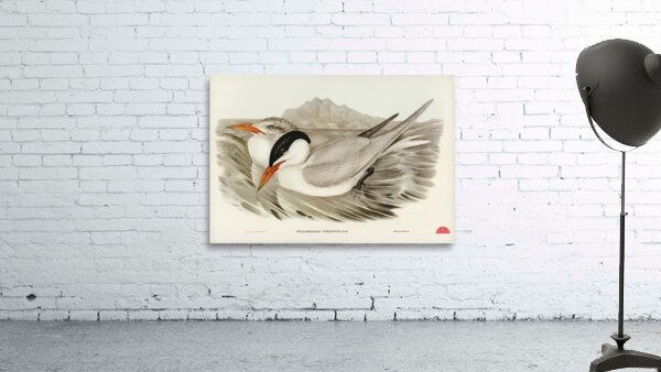 Powerful Tern Sylochelidon strenuus illustrated by Elizabeth Gould 1804–1841 for John Gould’s 1804-1881 Birds of Australia  Wall Preview