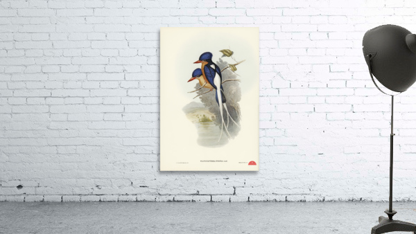 White-tailed Tanysiptera Tanysiptera Sylvia illustrated by Elizabeth Gould 1804–1841 for John Gould’s 1804-1881 Birds of Australia  Wall Preview