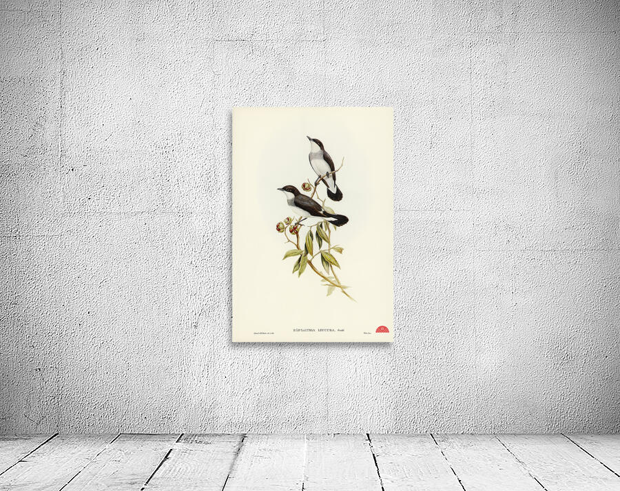 Rawnsleys Bower-bird Ptilonorhynchus Rawnsleyi illustrated by Elizabeth Gould 1804–1841 for John Gould’s 1804-1881 Birds of Australia  Wall Preview