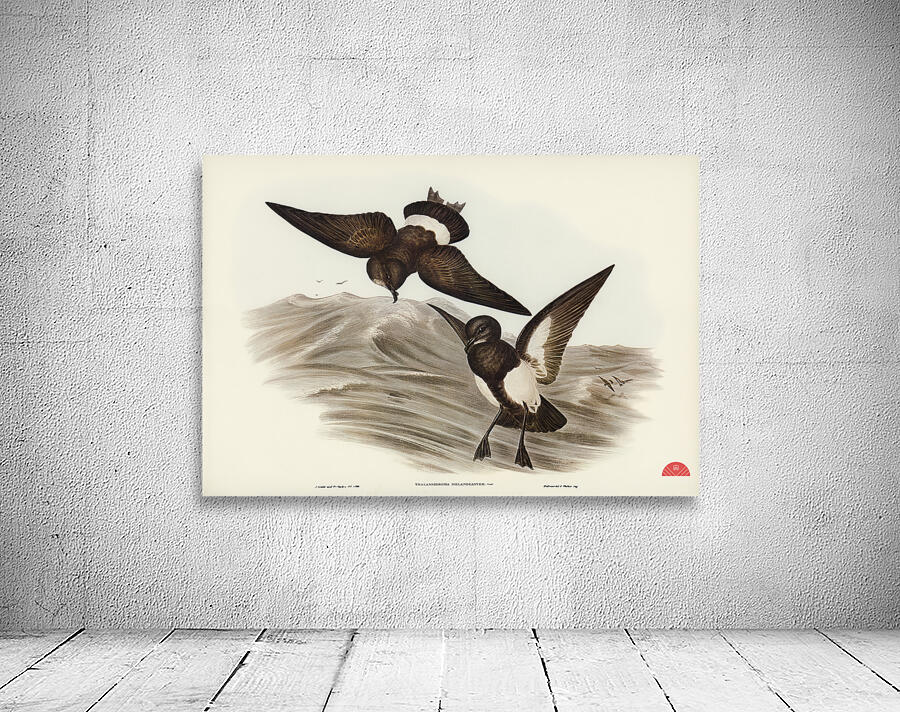 Black-bellied Storm Petrel Thalassidroma melanogaster illustrated by Elizabeth Gould 1804–1841 for John Gould’s 1804-1881 Birds of Australia  Wall Preview