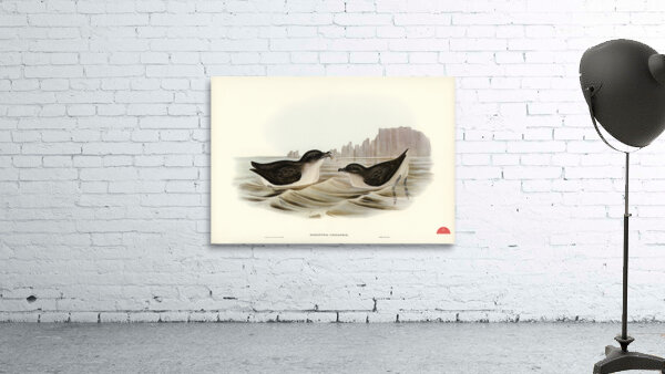 Diving Petrel Puffinuria Urinatrix illustrated by Elizabeth Gould 1804–1841 for John Gould’s 1804-1881 Birds of Australia  Wall Preview