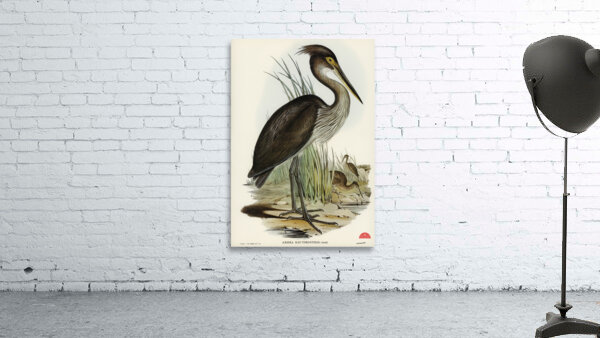 Great-billed Heron Ardea rectirostris illustrated by Elizabeth Gould 1804–1841 for John Gould’s 1804-1881 Birds of Australia  Wall Preview