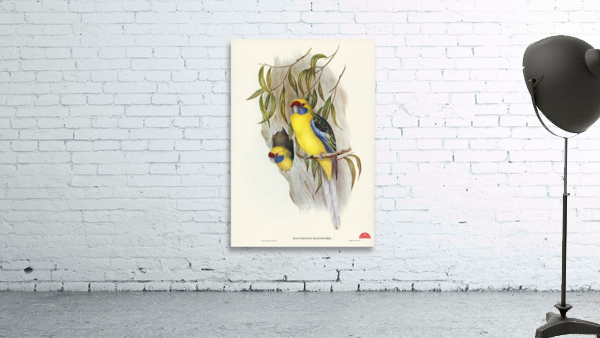 Great-billed Heron Ardea rectirostris illustrated by Elizabeth Gould 1804–1841 for John Gould’s 1804-1881 Birds of Australia  Wall Preview