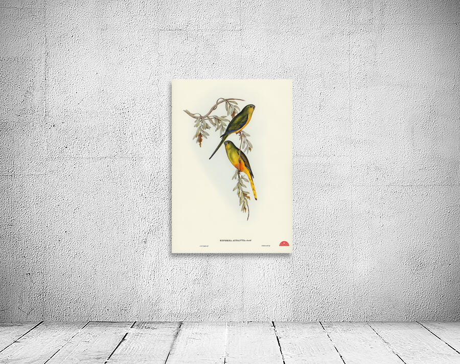 Orange-bellied Grass-Parrakeet Euphema aurantia illustrated by Elizabeth Gould 1804–1841 for John Gould’s 1804-1881 Birds of Australia  Wall Preview