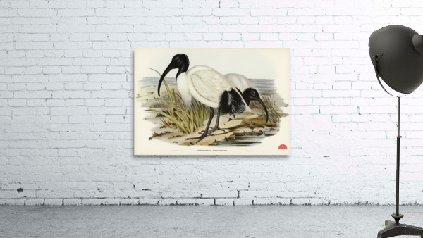 White Ibis Threskiornis strictipennis illustrated by Elizabeth Gould 1804–1841 for John Gould’s 1804-1881 Birds of Australia  Wall Preview