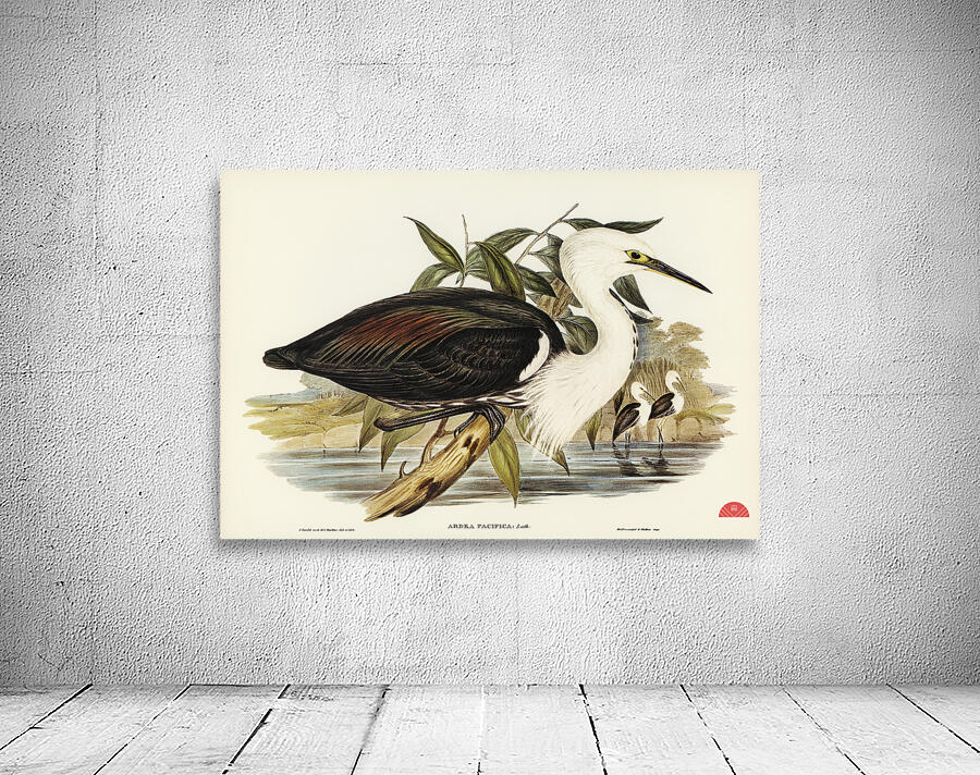 Pacific Heron Ardea pacifica illustrated by Elizabeth Gould 1804–1841 for John Gould’s 1804-1881 Birds of Australia  Wall Preview