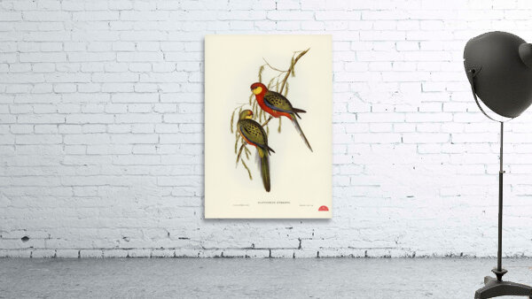 The Earl of Derbys Parrakeet Platycercus icterotis illustrated by Elizabeth Gould 1804–1841 for John Gould’s 1804-1881 Birds of Australia  Wall Preview