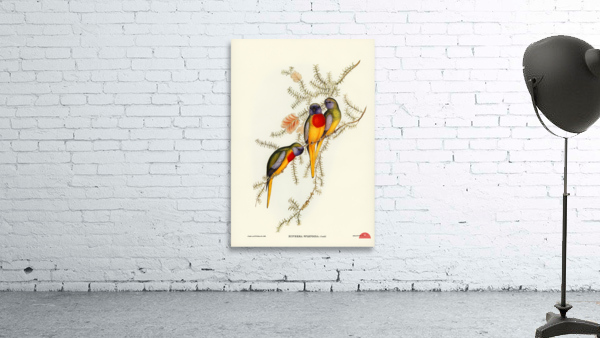 Splendid Grass-Parakeet Euphema splendida illustrated by Elizabeth Gould 1804–1841 for John Gould’s 1804-1881 Birds of Australia  Wall Preview