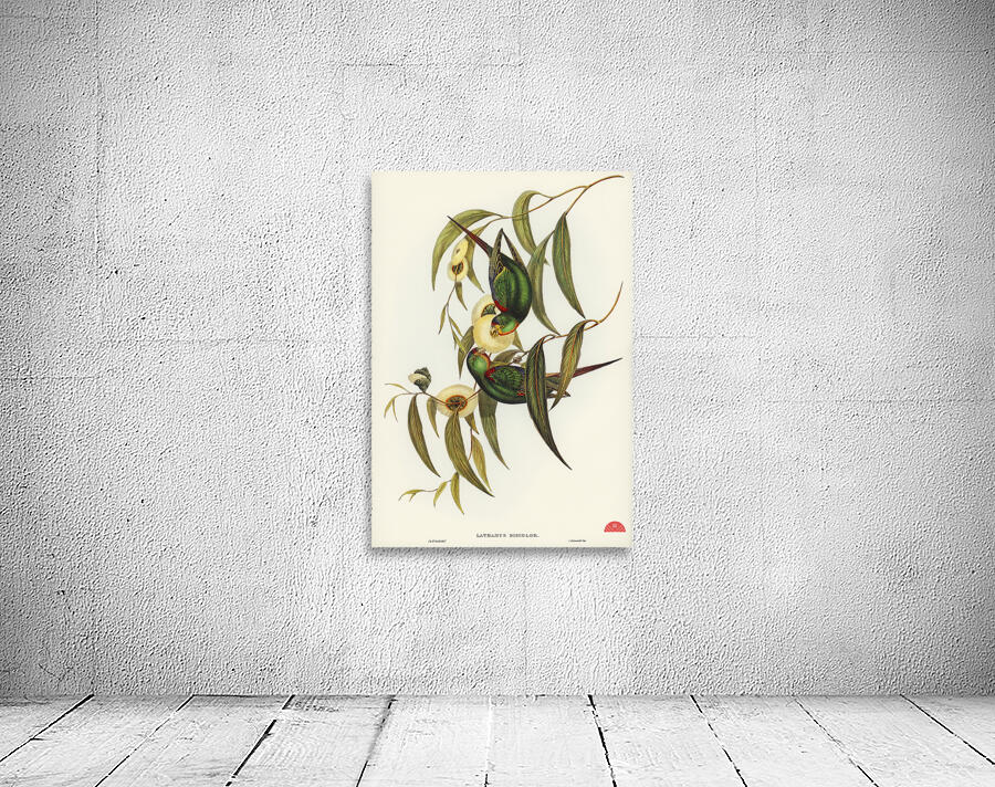 Swift Lorikeet Lathamus discolor illustrated by Elizabeth Gould 1804–1841 for John Gould’s 1804-1881 Birds of Australia  Wall Preview